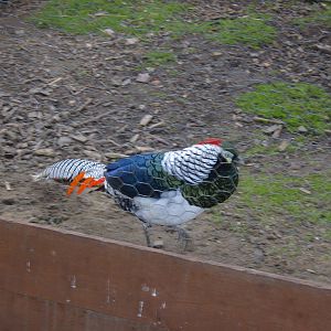 Male Lady Amherst's Pheasant