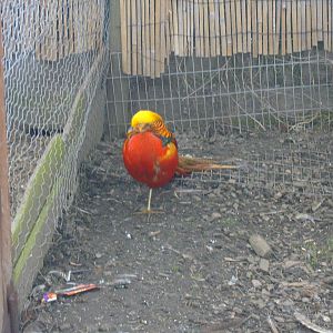 Male Golden Pheasant