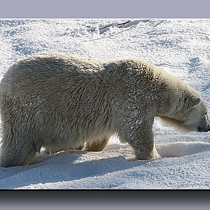 Polar Bear