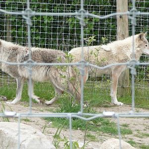 New wolves from Germany