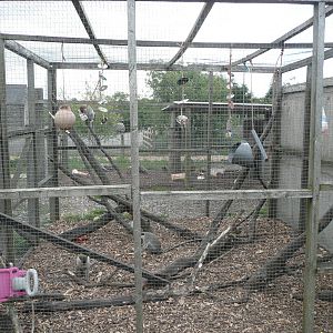 Vervet cage with enrichment