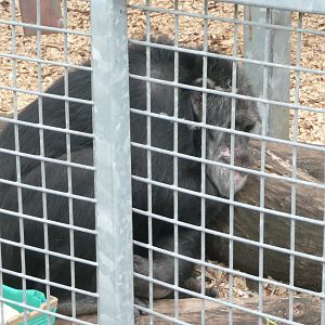 Tubman , ex Mole Hall chimp .