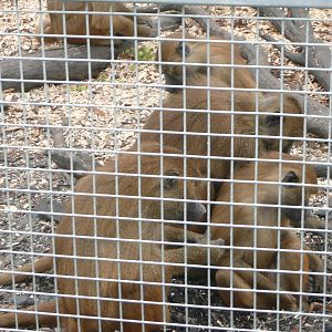 Group of Olive Baboons