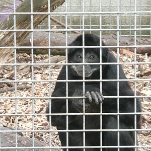 Which species of Spider Monkey ?