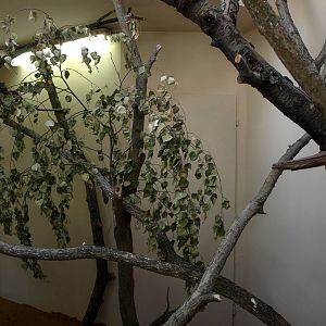 Plzen Zoo - Australian House