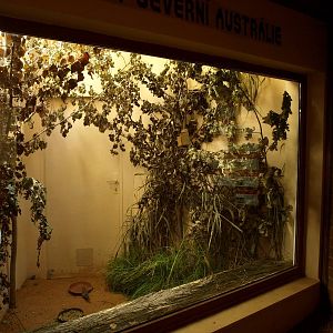 Plzen Zoo - Australian House