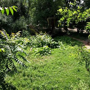 Plzen Zoo - Kangaroo exhibit