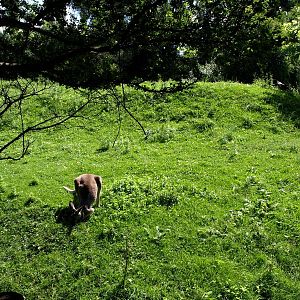 Plzen Zoo - Kangaroo exhibit