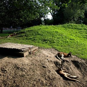 Plzen Zoo - Kangaroo exhibit