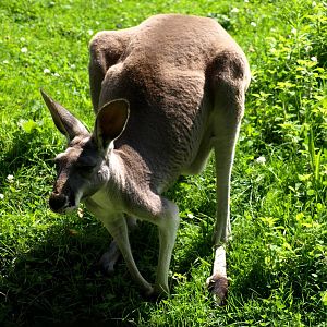 Plzen Zoo - Red kangaroo