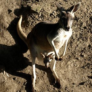 Plzen Zoo - Red kangaroo