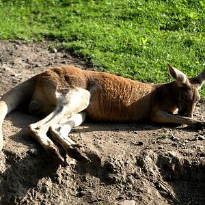 Plzen Zoo - Red kangaroo