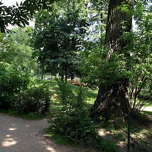 Plzen Zoo - Wallaby exhibit
