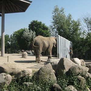 Elephant Training Wall