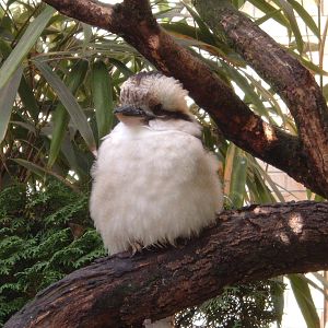 Kookaburra Jan 2006