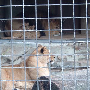 Lion family at Artis Zoo, Jan 2006