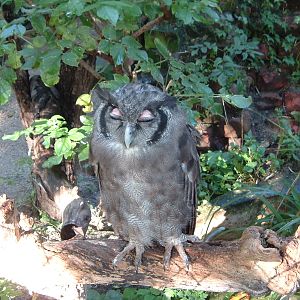 owl at Artis Zoo, Jan 2006