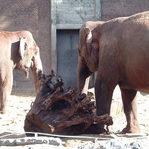 Elephants at Artis Zoo Jan 2006