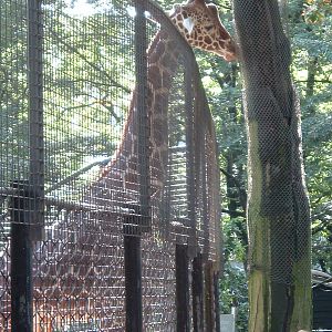 Giraffe at Artis Zoo Jan 2006