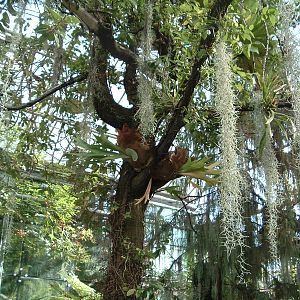 Greenhouses at Artis Zoo Jan 2006