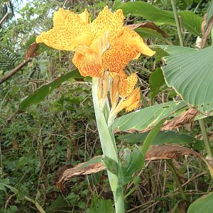 canna? in greenhouse, Artis Zoo, Jan 2006
