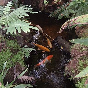 Fish in greenhouse, Artis Zoo, Jan 2006