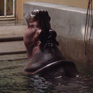 hippo at Artis Zoo, Jan 2006