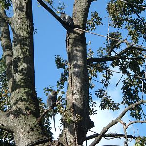 Monkeys at Artis Zoo, Jan 2006