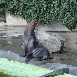 Seal at Artis Zoo, January 2006