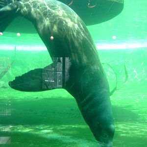Sea lion at Artis Zoo, Jan 2006
