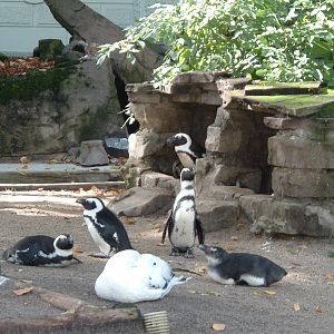 Penguins at Artis Zoo, Jan 2006