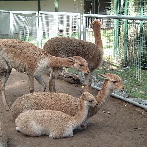 Vicuña at Artis Zoo, January 2006