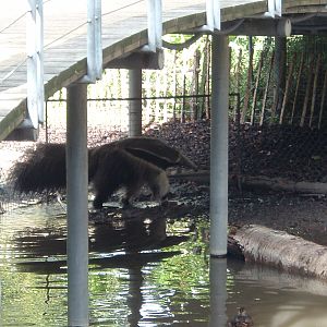 Anteater at Artis Zoo, 2006