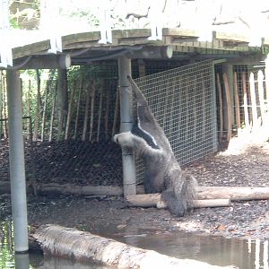 Anteater at Artis Zoo, 2006