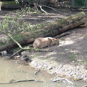 Capybaras at Artis Zoo 2006