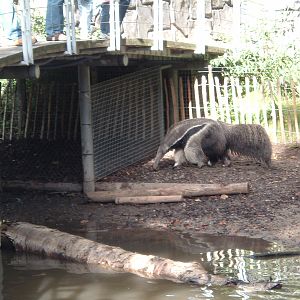 Anteater at Artis Zoo, 2006