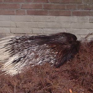 Porcupines at Artis Zoo, 2006