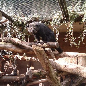 Binturong at Artis Zoo, 2006