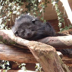 Binturong at Artis Zoo, 2006