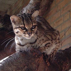 Margay? at Artis Zoo 2006