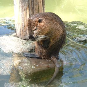 Coypu at Artis Zoo, 2006
