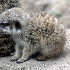 Baby Meerkat