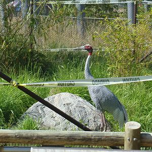 Sarus Crane