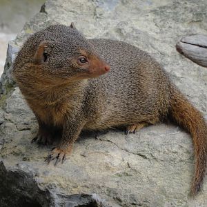 Dwarf Mongoose