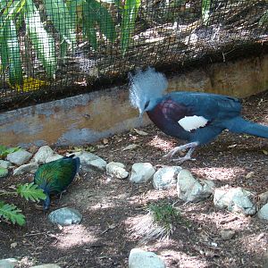 Nicobar Pigeon and Scheepmaker's Crowned Pigeon