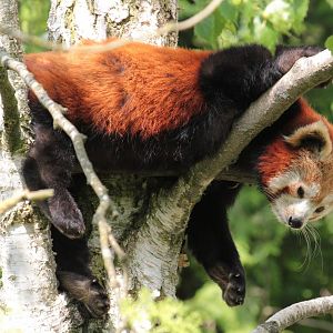 Red Panda