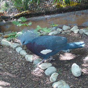 Scheepmaker's Crowned Pigeon.