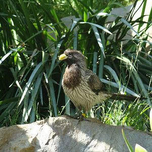Western Grey Plantain-Eater