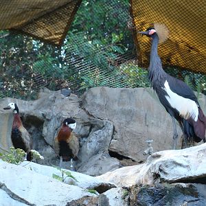 White-faced Whistling Ducks and Black-Crowned Crane