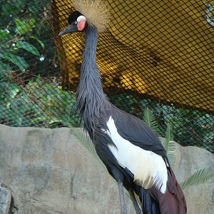 West African Black-Crowned Crane